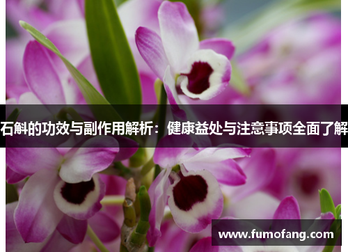 石斛的功效与副作用解析:健康益处与注意事项全面了解 石斛的功效与副作用解析:健康益处与注意事项全面了解